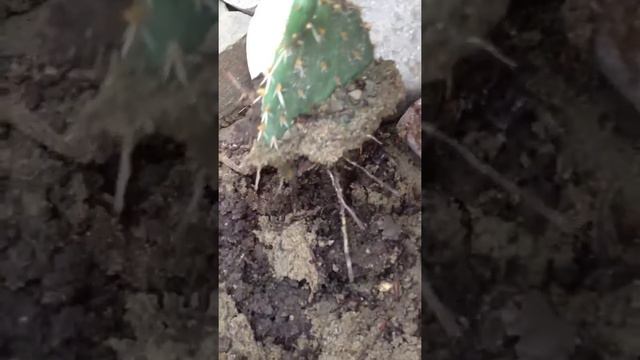 Cactus prickly pear transplant, part 1 смотреть онлайн
