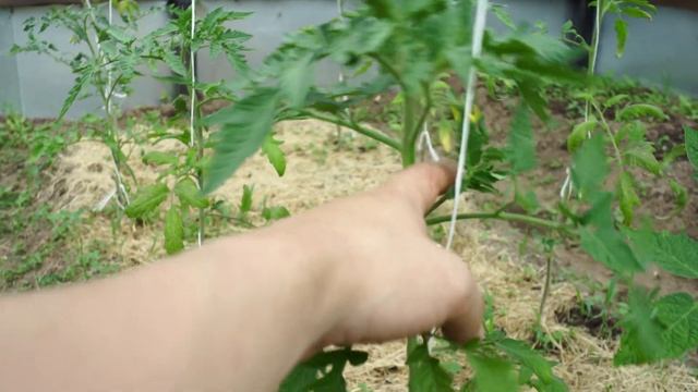 Пасынкование томатов. Как пасынковать помидоры. смотреть онлайн