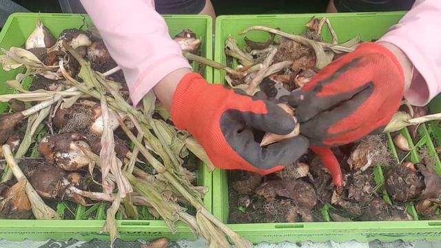 How to Care for Tulip Bulbs NZ смотреть онлайн