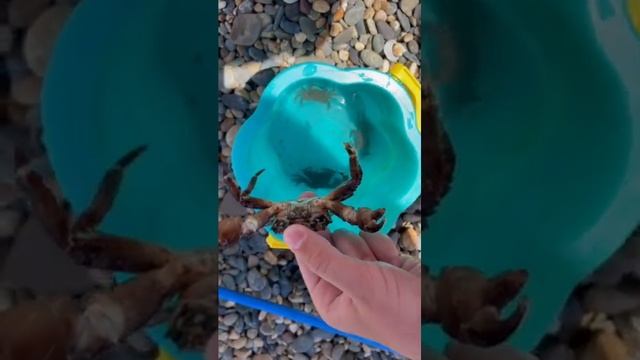 самый большой краб которого я ловил смотреть онлайн