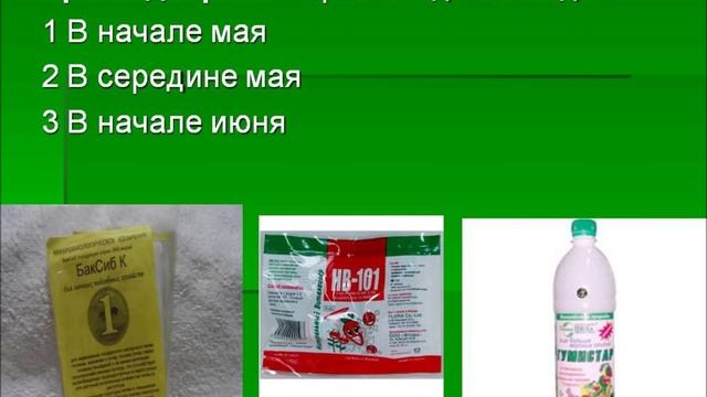 Агротехника выращивания малины смотреть онлайн