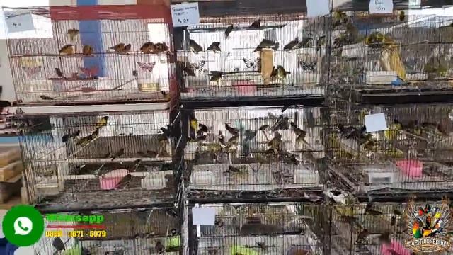 Update Harga Burung Ombyokan !!! Srigunting - PLeci - Cendet - Trucuk - Sogon dll смотреть онлайн