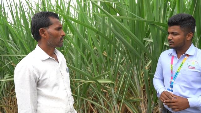 SCT-पोषणाने घेणार 100 टन उत्पादन?ईतर शेतकरी 35 टनांच्या आतच.परिसरात असा ऊस नाही.पाणीही कमी लागले? смотреть онлайн