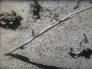 Биология. Строение и жизнедеятельность растений. Вегетативное размножение растений