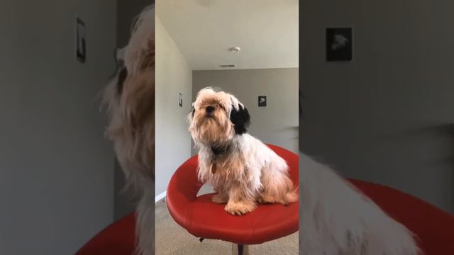 VANsh @wonderdaysdd смотреть онлайн