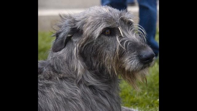 Ирландский волкодав. Irish Wolfhound.