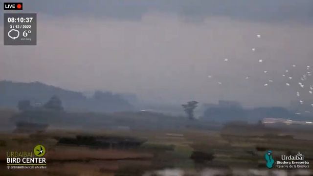 Птичий коллективный полет над озером#Испания смотреть онлайн