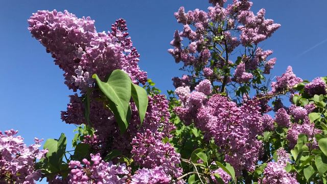 САД СИРЕНИ В ДОБЕЛЕ 2023 смотреть онлайн