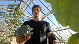 Удобрения для суккулентов