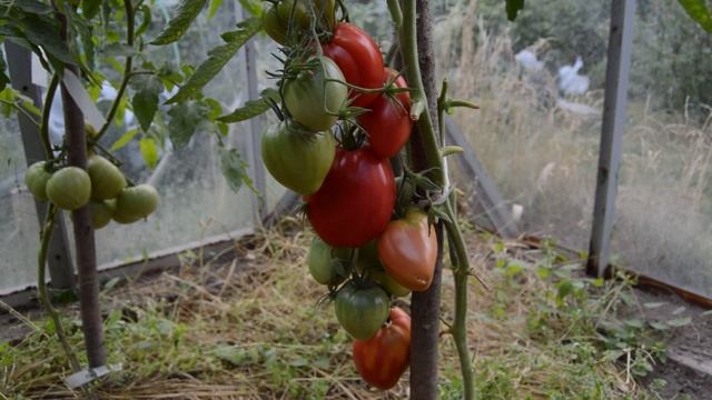 Сорт - "МАЗАРИНИ". Томаты от Фёдора. смотреть онлайн