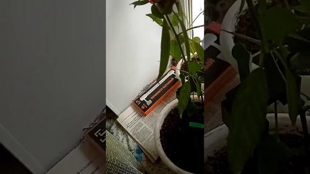 Оладьи. Обзор комнатных растение. Дела огородные. Мой урожай смотреть онлайн