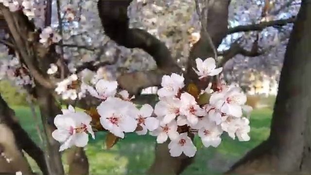 PRUNUS(SERRULATA & DULCIS)||| CHERRY BLOSSOM plus Wild Flower смотреть онлайн