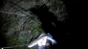 Судак на донки с берега на живца,Рыбалка в ноябре,рыбалка на живца