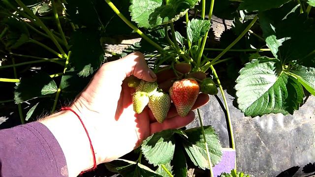 ИСКЬЯ и МУРАНО