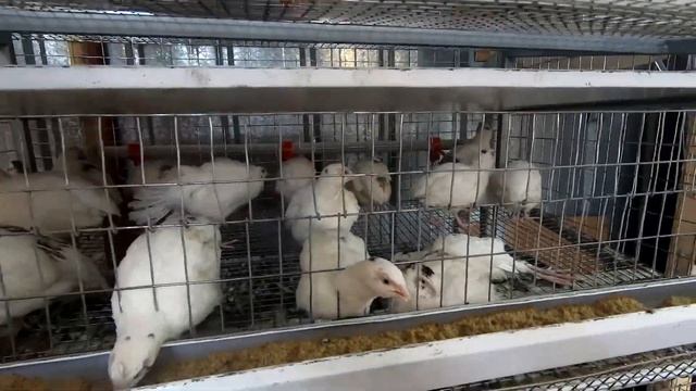 Бройлеры Кобб 500, выращивание, содержание, клетки. смотреть онлайн