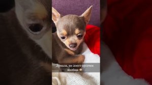 Лёня и шоколад