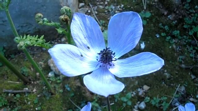 ANÉMONA: Anemone coronaria (www.riomoros.com) смотреть онлайн