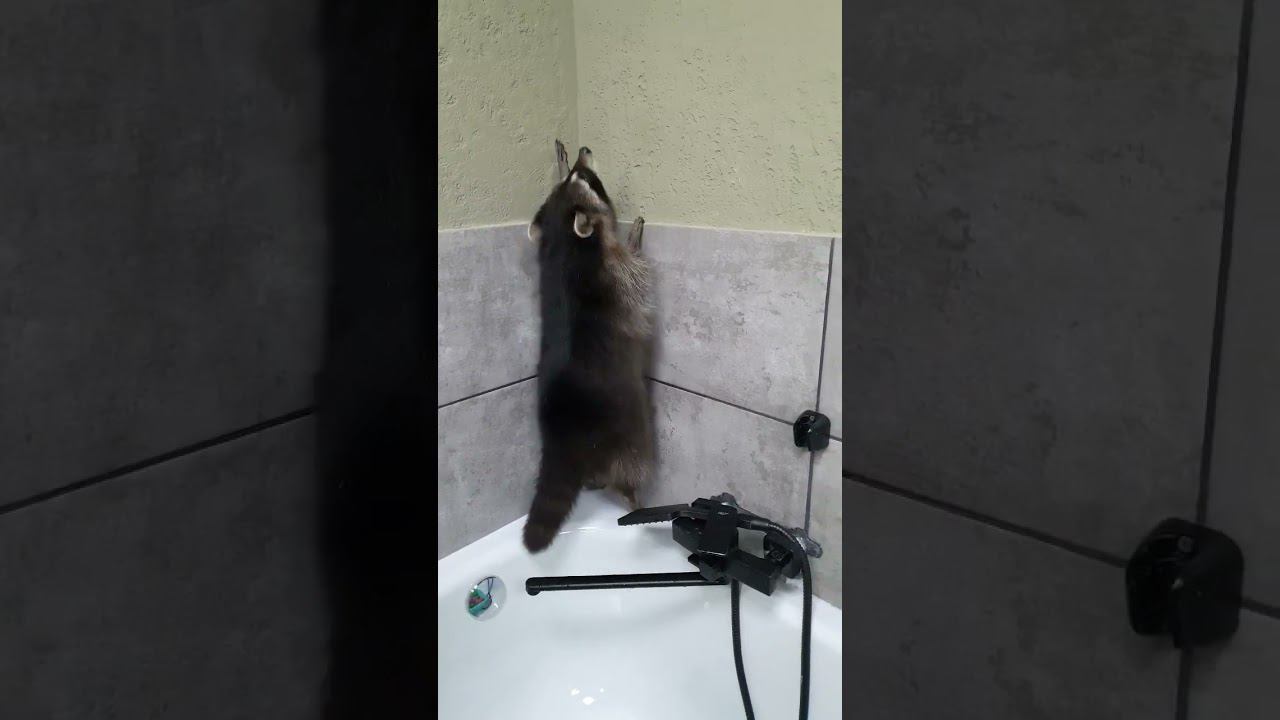 ▷Забирай меня скорей я енотиха уже◁ смотреть онлайн