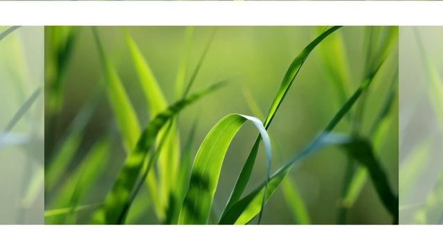 Карло Мария Вигано (Ватикан) - великая (ограничение) перезагрузка смотреть онлайн