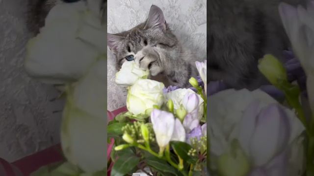 8 марта у котиков смотреть онлайн