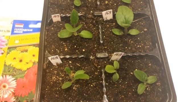 Гербера 13.03.18 Обзор рассады гербер смотреть онлайн