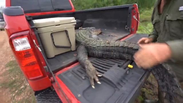 ALLIGATOR Hunting In TEXAS {Catch Clean Cook} Gator Balls смотреть онлайн
