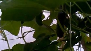 Огурцы Герман в теплице