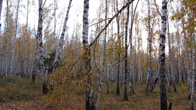 Концентрируйтесь на красивом ) Не попсовые мысли. смотреть онлайн