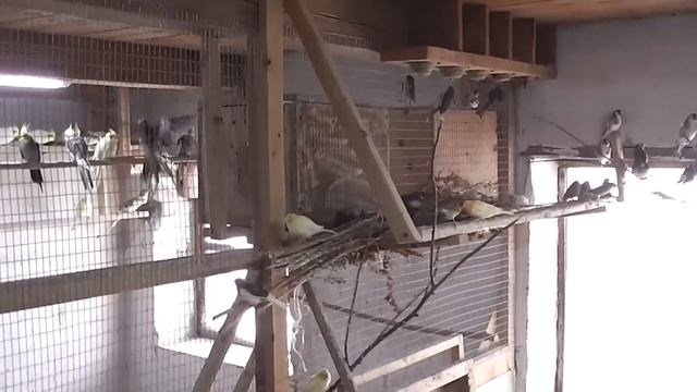 Попугаи, амадинки, канарейки и минералка для птиц. смотреть онлайн