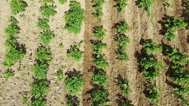 Окучивание картофеля дисковым окучником - последнее в сезоне 2021. Работа мотоблока видна с дрона смотреть онлайн