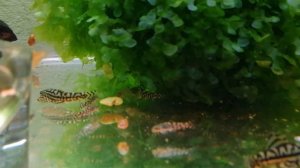 Псевдоскат севилья | Кормление рыбок