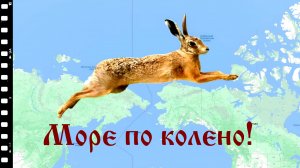 Заяц - свидетель потопа