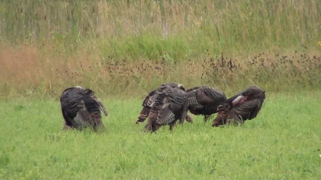 Wild Turkey (Phasianidae: Meleagris gallopavo) Flock, Preening and Feeding смотреть онлайн