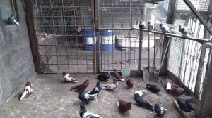 Донецкие голуби.В гостях у Суркова А.В.(Голубевода селекционера).