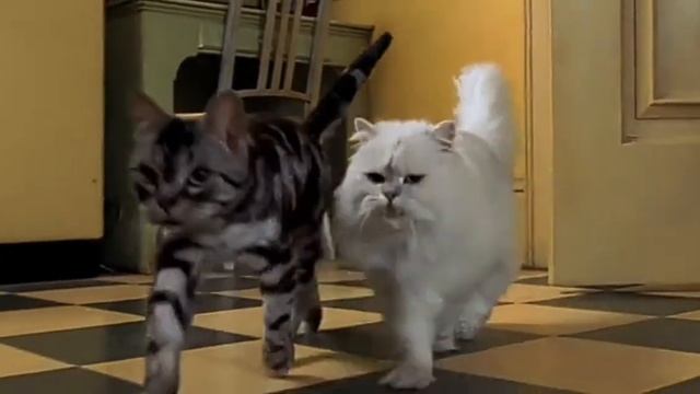 Cat and rat funny video смотреть онлайн
