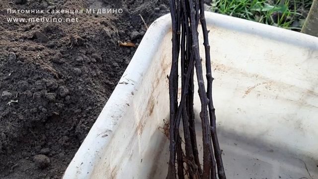 Высаживаем подвой 54-118 смотреть онлайн