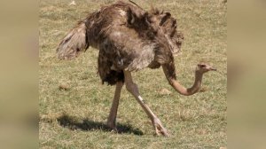 Всё о страусах. Познавательный ролик о страусах и их жизни. Какие виды страусов существуют?