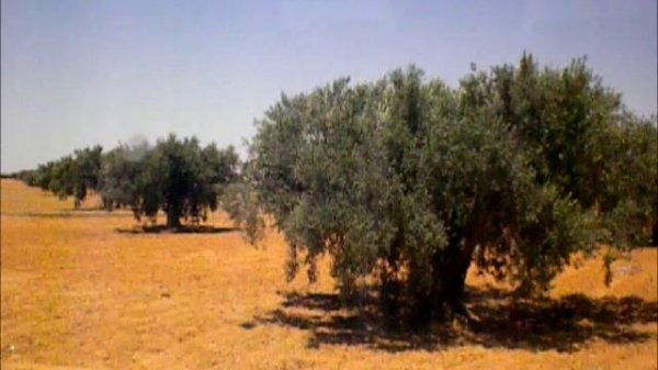 ТУНИС / TUNISIA 1