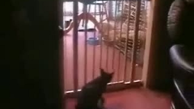 Тупой кот смотреть онлайн
