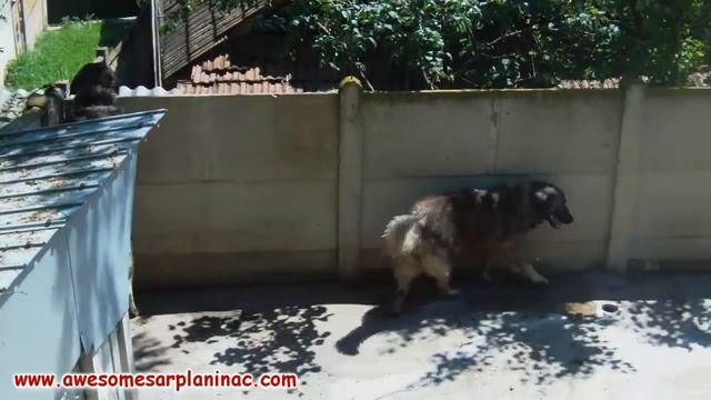 Livestock Guardian Dogs 🐶 Leo and Big Haidy ❤️ Running Around смотреть онлайн