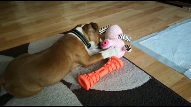 Щенок играет с любимой игрушкой. #стаффбуль #staffypuppy #стаффи #щенок смотреть онлайн
