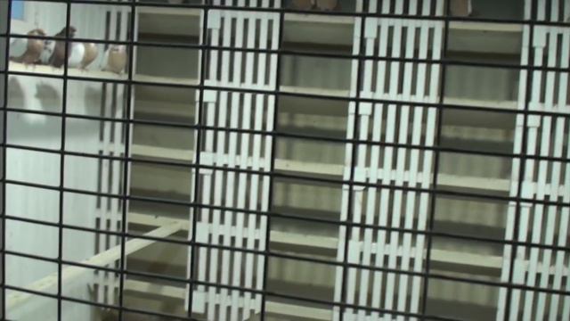 Выставка голубей в Екатеринбурге 3-4 декабря 2016
