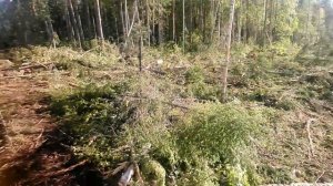 Tigercat 1075b. Работа форвардера в лесу