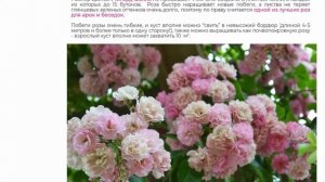 Корнесобственные саженцы розы Утигорд Фоллс  (Utigord Falls) -  живые цветы в горшке для вашего сад