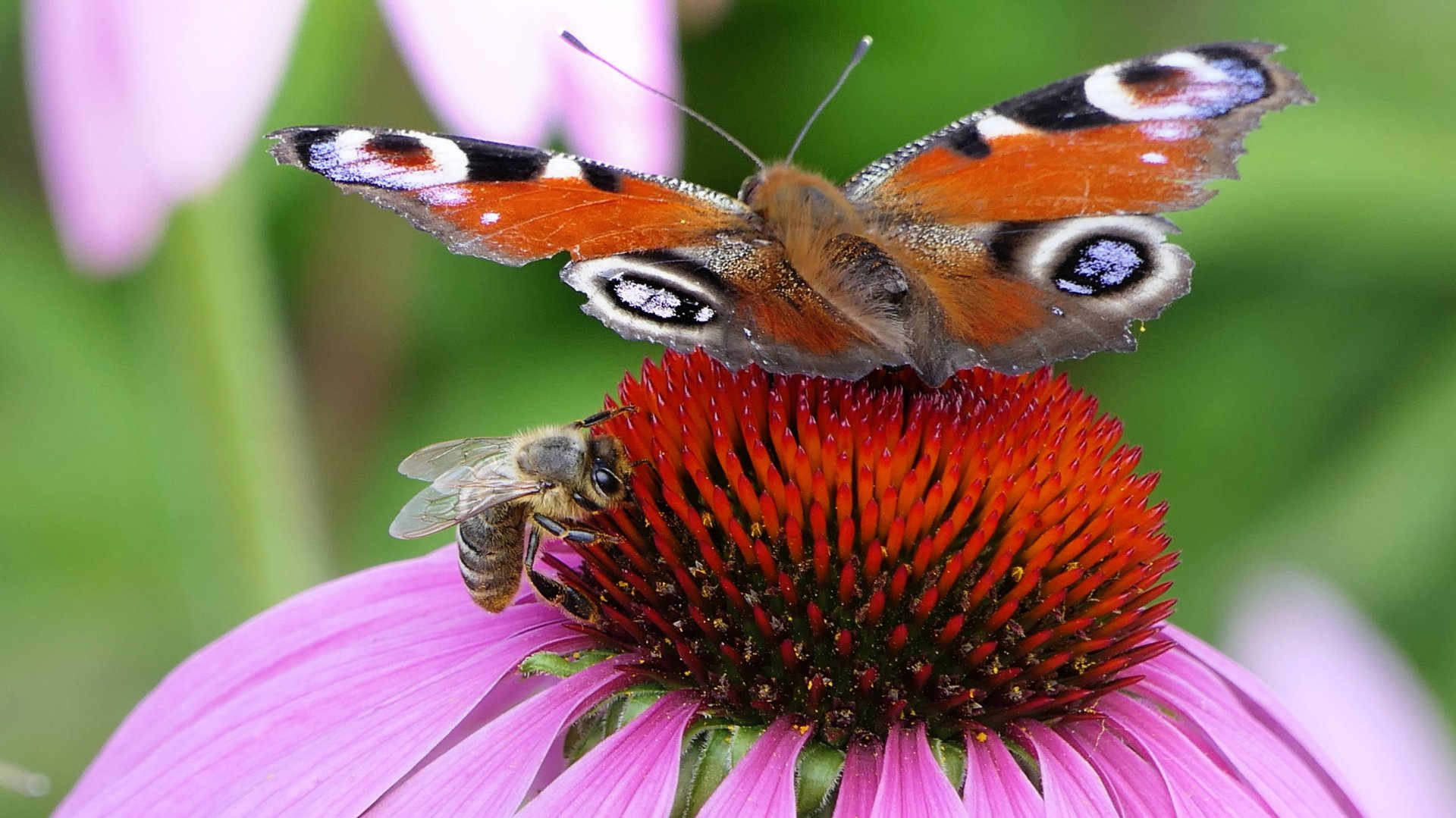 Цветы, бабочки и пчелы – что растет и живет на летнем лугу. /Пчелы собирают нектар/.#RUTUBEпроекты смотреть онлайн