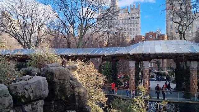 LIFE IN NYC | Central Park Zoo, Wollman Rink Ice Skating | Holidays 2023 Vlog #5 смотреть онлайн