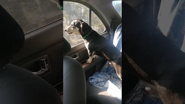 ИЕДИТ ТАКСА БАКСИК смотреть онлайн