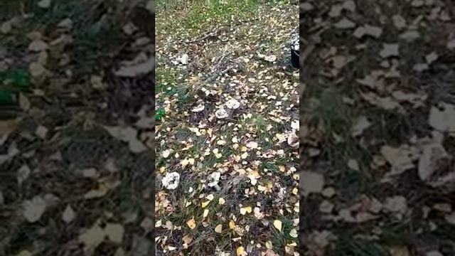 Собираем грибы Грузди ) смотреть онлайн