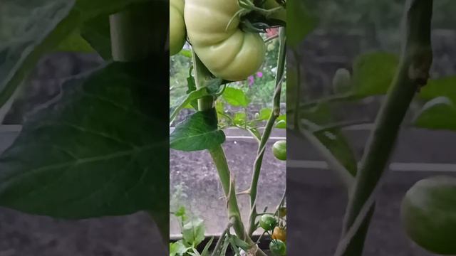 VN20240723_212025 смотреть онлайн