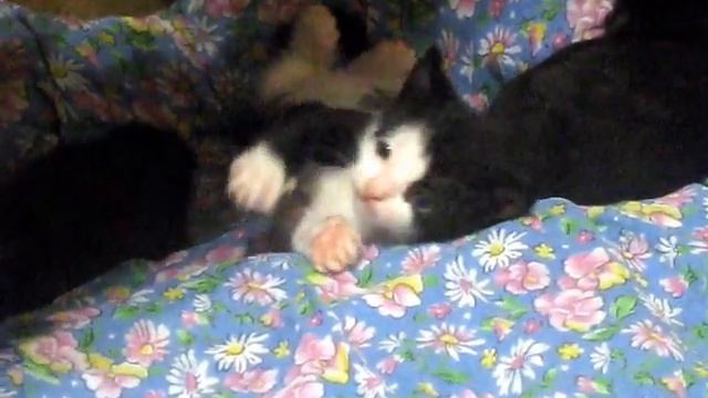 котята котики коты кошки кот кошка отдам даром Санкт Петербург смотреть онлайн